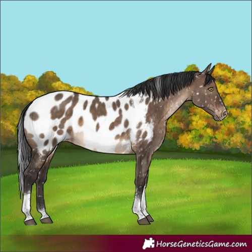 Horse Color:Brown Dun Sabino Tobiano Appaloosa