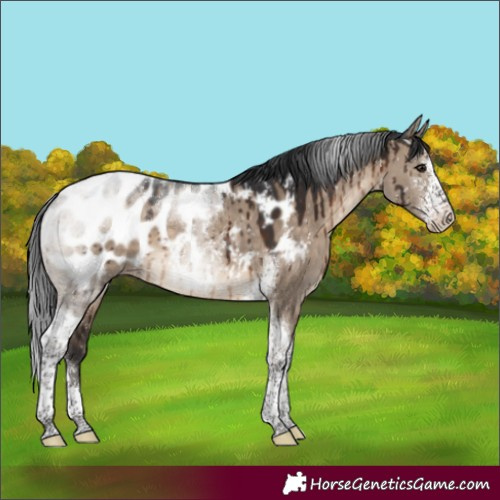 Horse Color:Unknown 