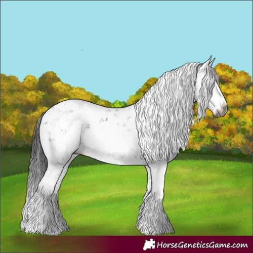 Horse Color:Gray Black Sabino Splash 