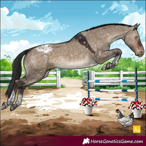 Horse Color:Brown Dun Tobiano Appaloosa