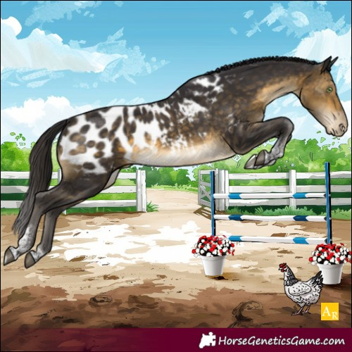 Horse Color:Buckskin Tobiano Near Leopard 