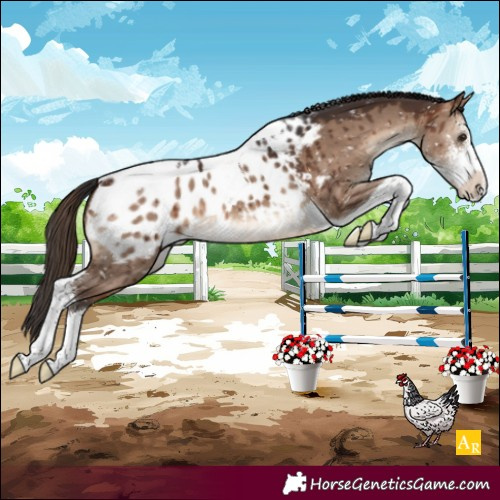 Horse Color:Brown Dun Sabino Tobiano Appaloosa Brindle 