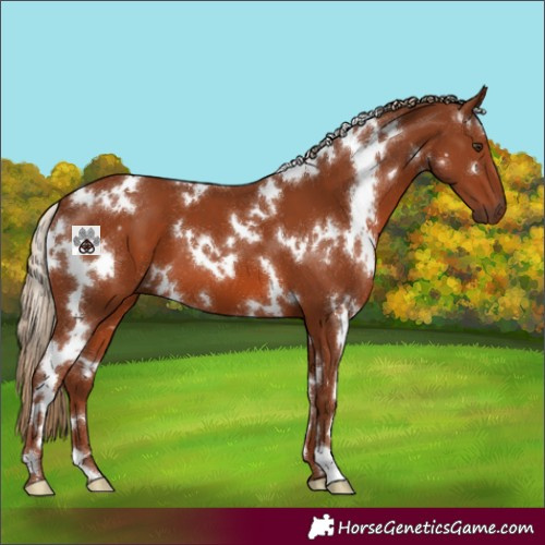 Horse Color:White Spotted Chestnut
