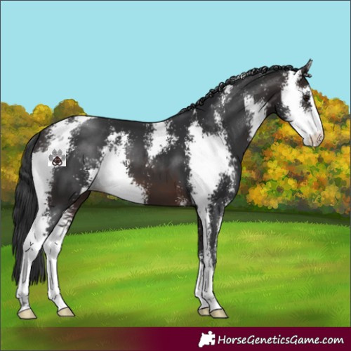 Horse Color:Brown Sabino