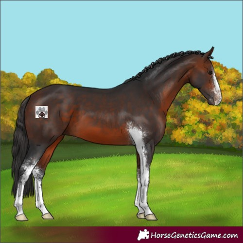 Horse Color:Bay Mushroom Sabino 