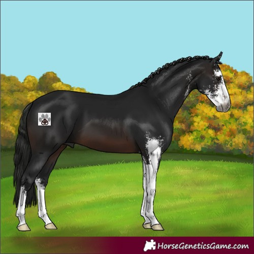 Horse Color:Gray Brown Sabino