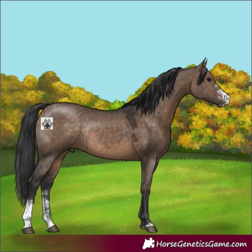 Horse Color:Brown Dun Sabino Rabicano 