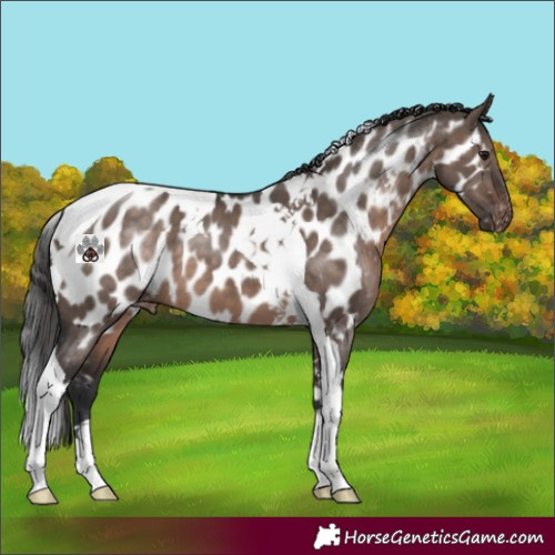 Horse Color:Brown Dun Mushroom Tobiano Near Leopard