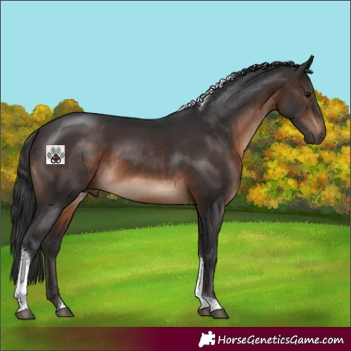 Horse Color:Brown Tobiano