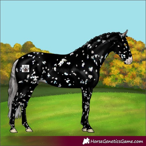 Horse Color:Sable Champagne Sabino