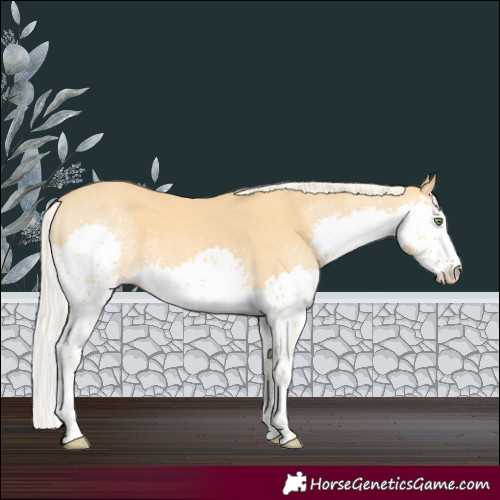 Horse Color:Gold Cream Champagne Splash Tobiano 