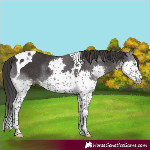 Horse Color:Smoky Black Splash Tobiano Rabicano 