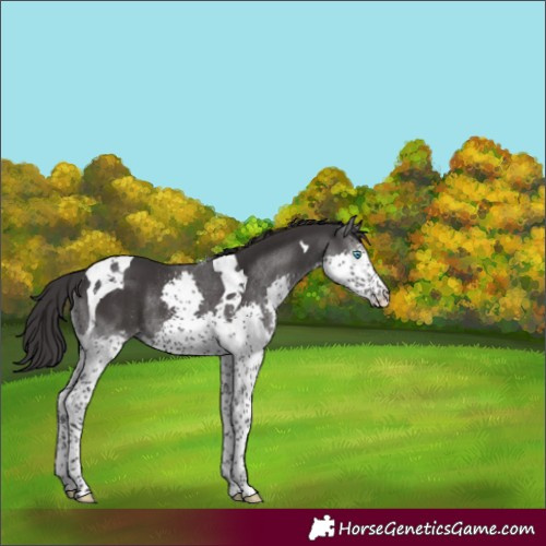 Horse Color:Smoky Black Splash Tobiano Rabicano