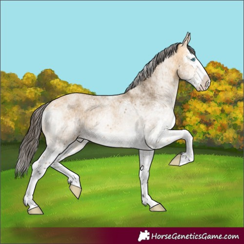Horse Color:White Spotted Buckskin Splash Rabicano 