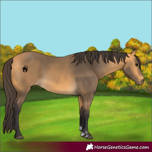 Horse Color:Buckskin