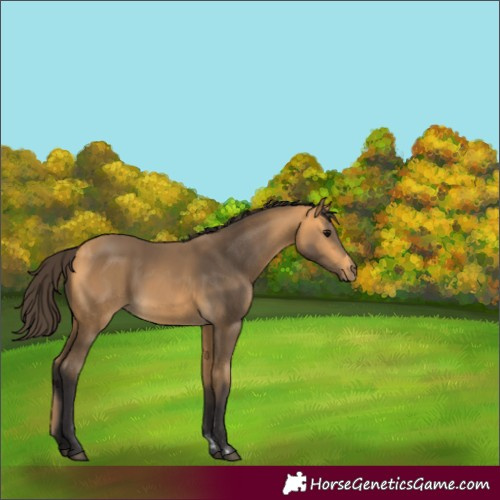 Horse Color:Buckskin 