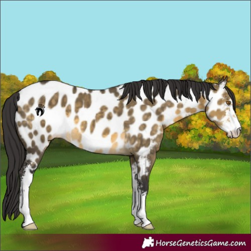 Horse Color:Buckskin Dun Sabino Near Leopard