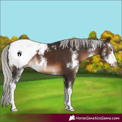 Horse Color:Silver Brown Sabino Snowcap 
