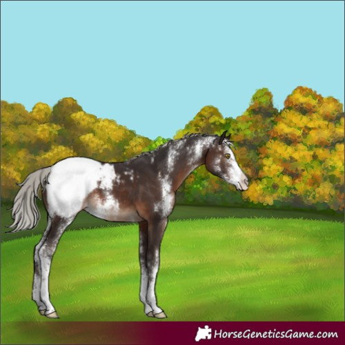 Horse Color:Silver Brown Sabino Appaloosa