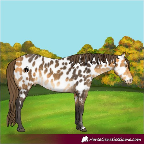 Horse Color:Buckskin Sabino Appaloosa
