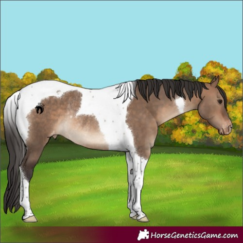 Horse Color:Brown Dun Tobiano Appaloosa Rabicano