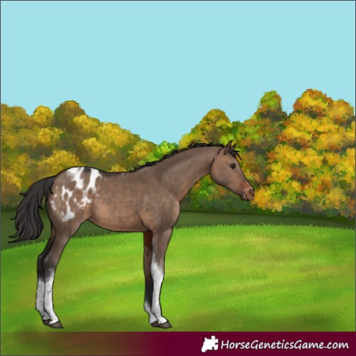 Horse Color:Brown Dun Tobiano Appaloosa 