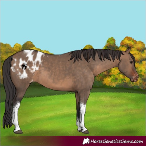 Horse Color:Brown Dun Tobiano Blanket 