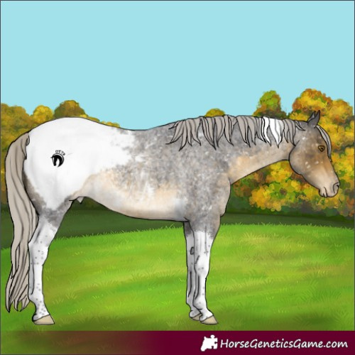 Horse Color:Silver Buckskin Roan Tobiano Appaloosa Rabicano