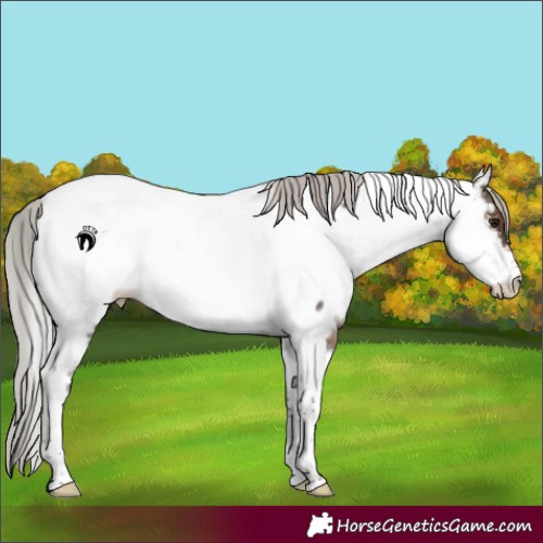 Horse Color:Silver Brown Roan Tobiano Appaloosa