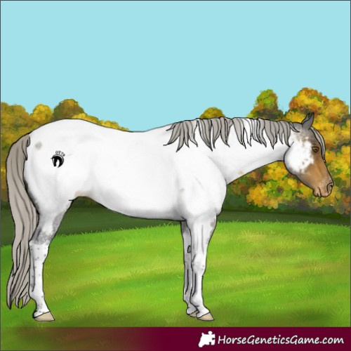 Horse Color:Silver Buckskin Roan Tobiano Near Fewspot