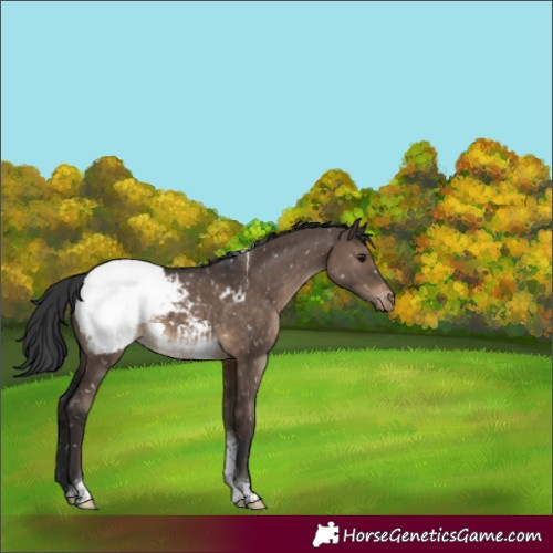 Horse Color:Brown Dun Tobiano Appaloosa 