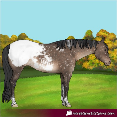 Horse Color:Brown Dun Tobiano Snowcap 