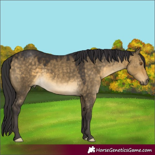 Horse Color:White Spotted Buckskin Dun 