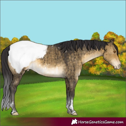 Horse Color:Buckskin Dun Sabino Tobiano Snowcap Brindle