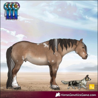Horse Color:White Spotted Liver Red Dun Tobiano