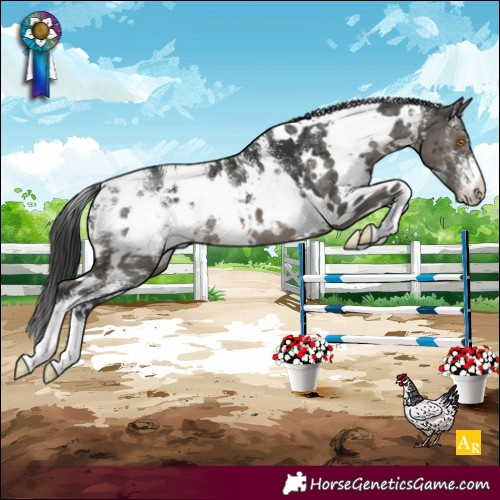 Horse Color:Powder White White Spotted Grullo Appaloosa Brindle