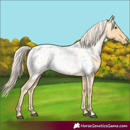 Horse Color:Palomino Roan Appaloosa