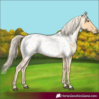 Horse Color:Palomino Roan Near Leopard
