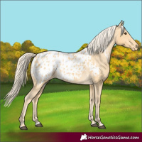 Horse Color:Palomino Blanket 