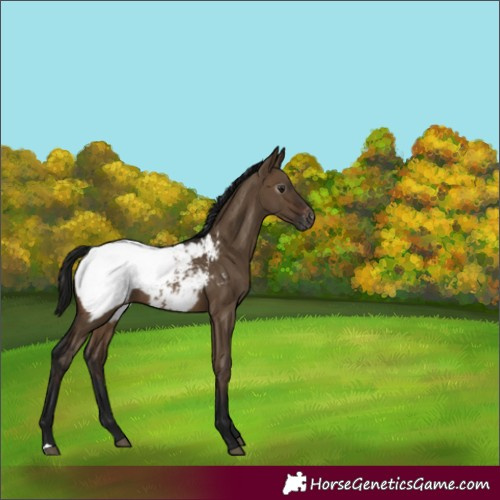 Horse Color:Gray Brown Dun Appaloosa Rabicano 