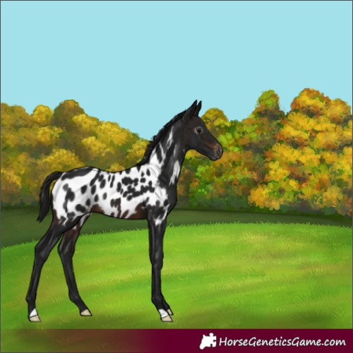 Horse Color:Gray Brown Appaloosa Rabicano