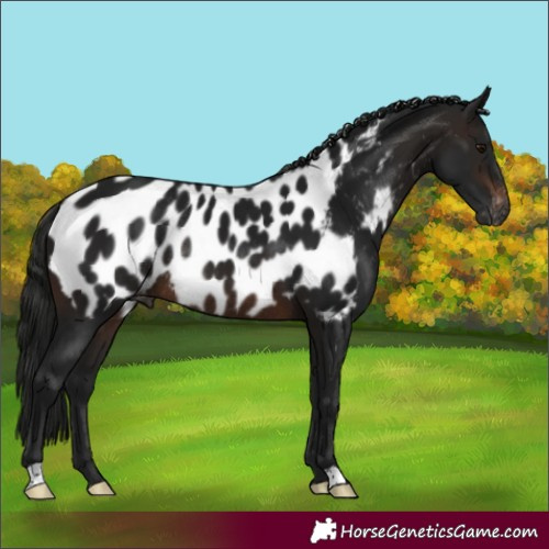 Horse Color:Gray Brown Near Leopard Rabicano 
