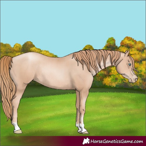 Horse Color:Gold Champagne Pearl Rabicano and Gold Champagne Pearl Rabicano