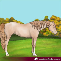 Horse Color:Gold Champagne Pearl Rabicano and Gold Champagne Pearl Rabicano