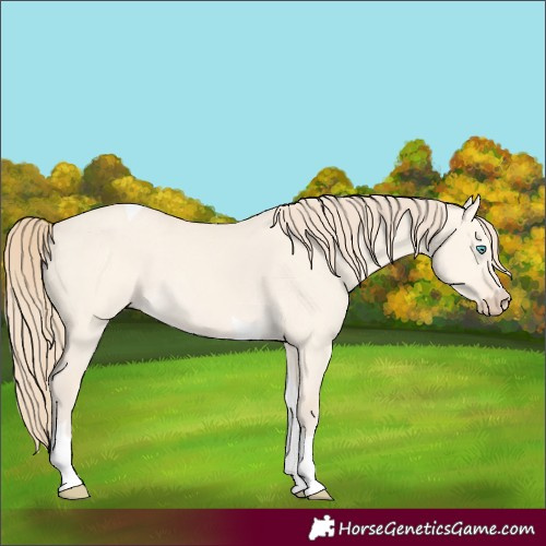 Horse Color:Perlino Dun Tobiano 