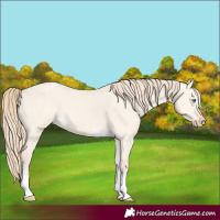 Horse Color:Perlino Dun Tobiano