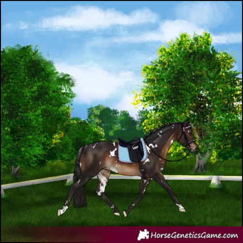 Horse Color:Gray White Spotted Bay Rabicano