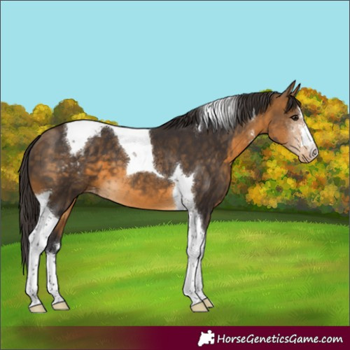Horse Color:Buckskin Tobiano Appaloosa