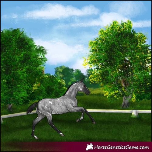 Horse Color:Gray White Spotted Blue Roan Rabicano