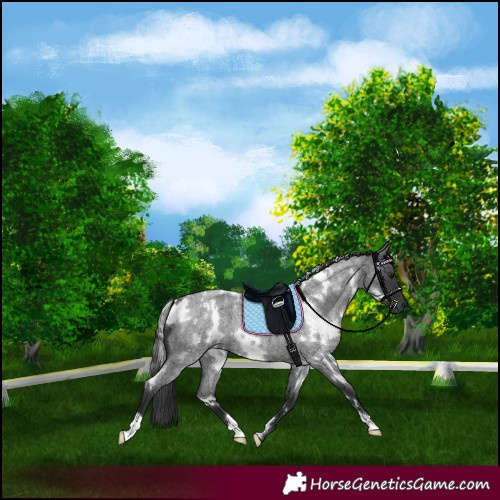 Horse Color:White Spotted Blue Roan